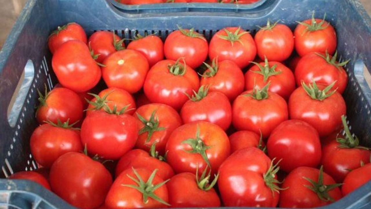 Üç yerli üründe tavsiye dışı koruma ürünü tespit edildi