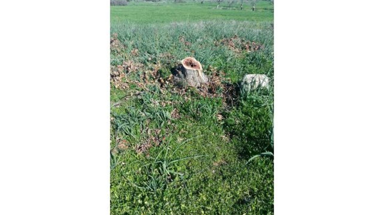 “Ver bakayım caydırıcı cezayı bir daha yapar mı?”