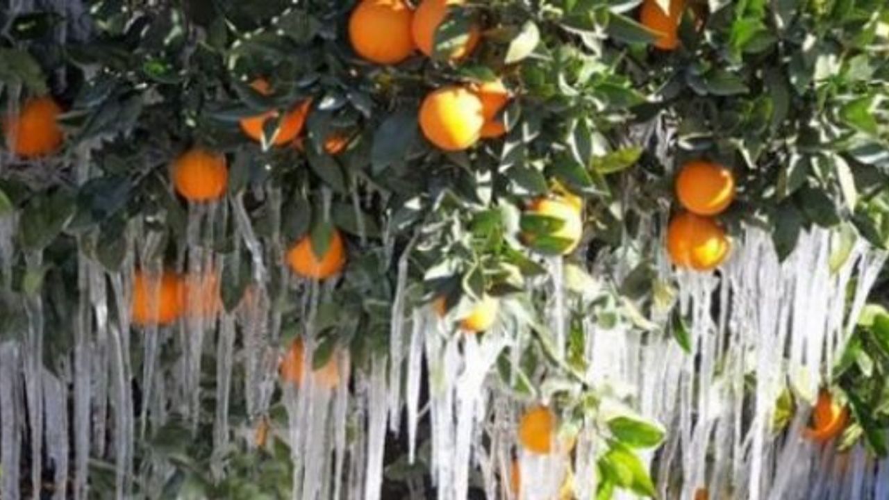 Yarın sabah saatlerinde don bekleniyor