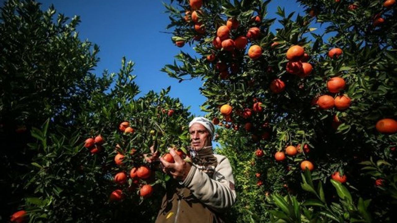 Ara bölgeden etkilenen köylerdeki narenciye üreticilerine 100 milyon Euro mali destek