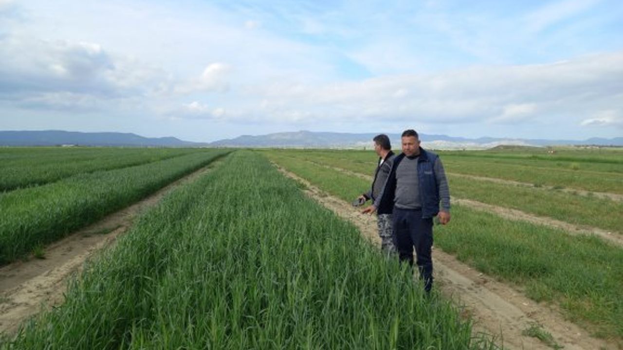 Buğdaylar kuraklığa daha iyi direnç gösterdi