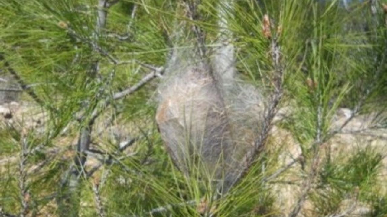 Çam Kese böceği Güney Kıbrıs’ta da etkili oldu