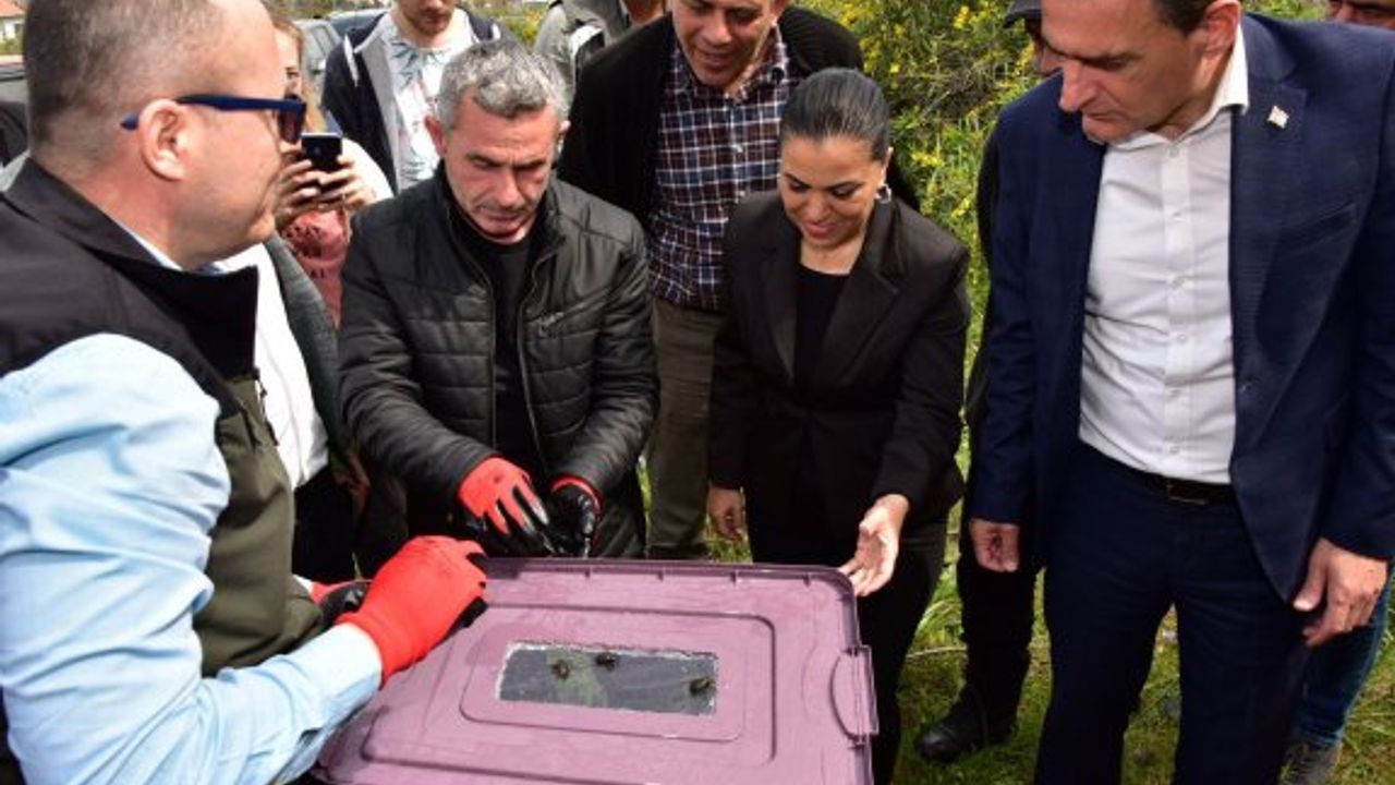 Çam kese böceklerine karşı terminatör böcekler doğaya bırakıldı
