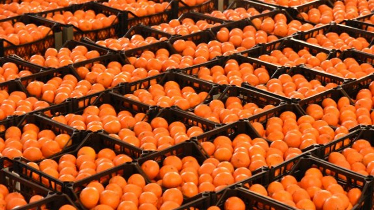 Narenciye İhracat Teşvik Destekleri Resmi Gazetede