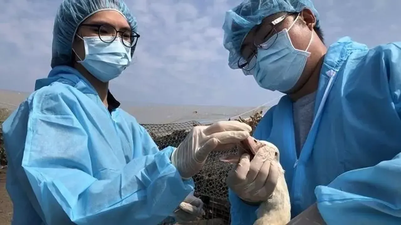 Tayvan'da kuş gribi alarmı: 36 bin tavuk itlaf edildi