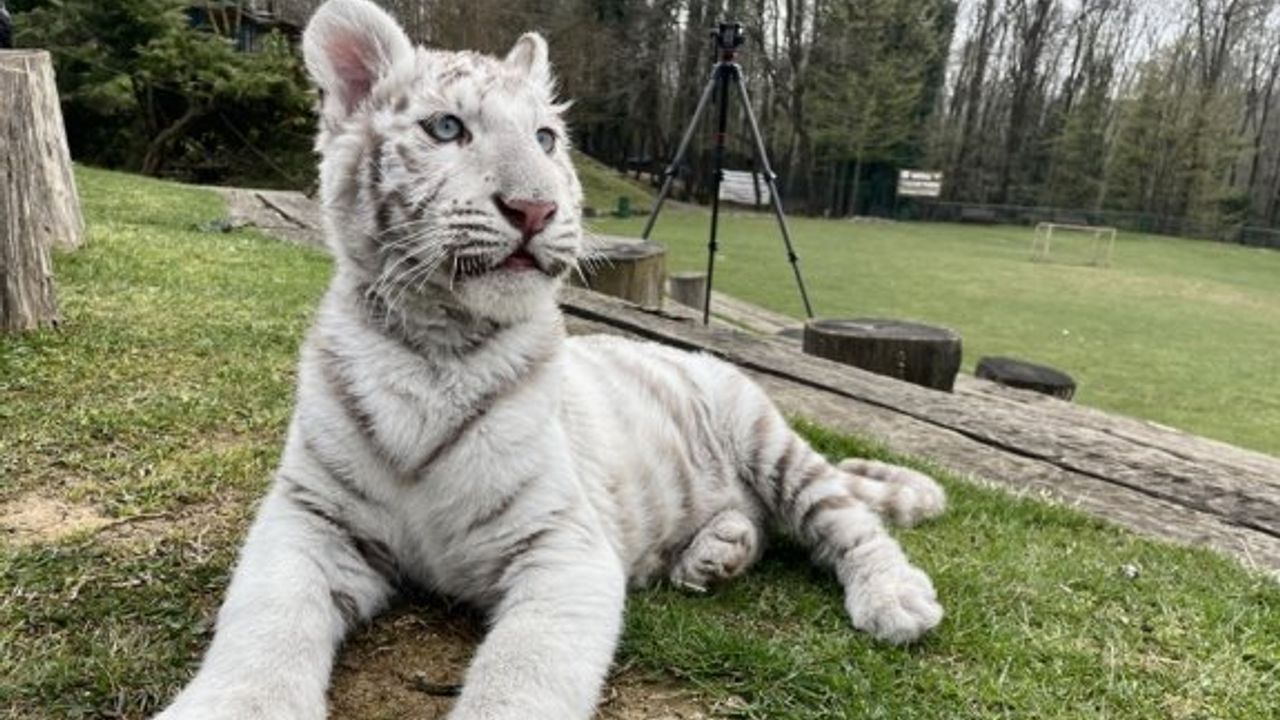 Yabani hayvan kaçakçılığında Güney Kıbrıs'ın da ismi geçiyor