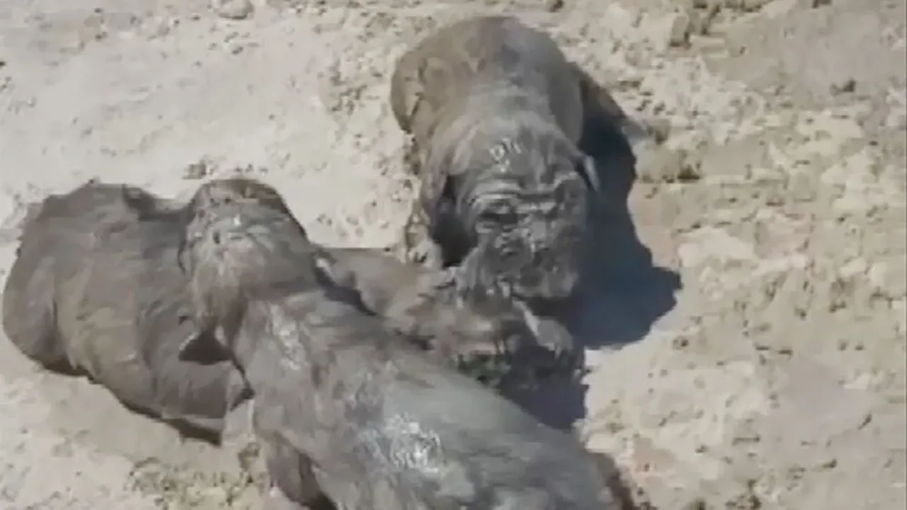 Antalya'da yavru köpeklere beton atık suyu katliamı