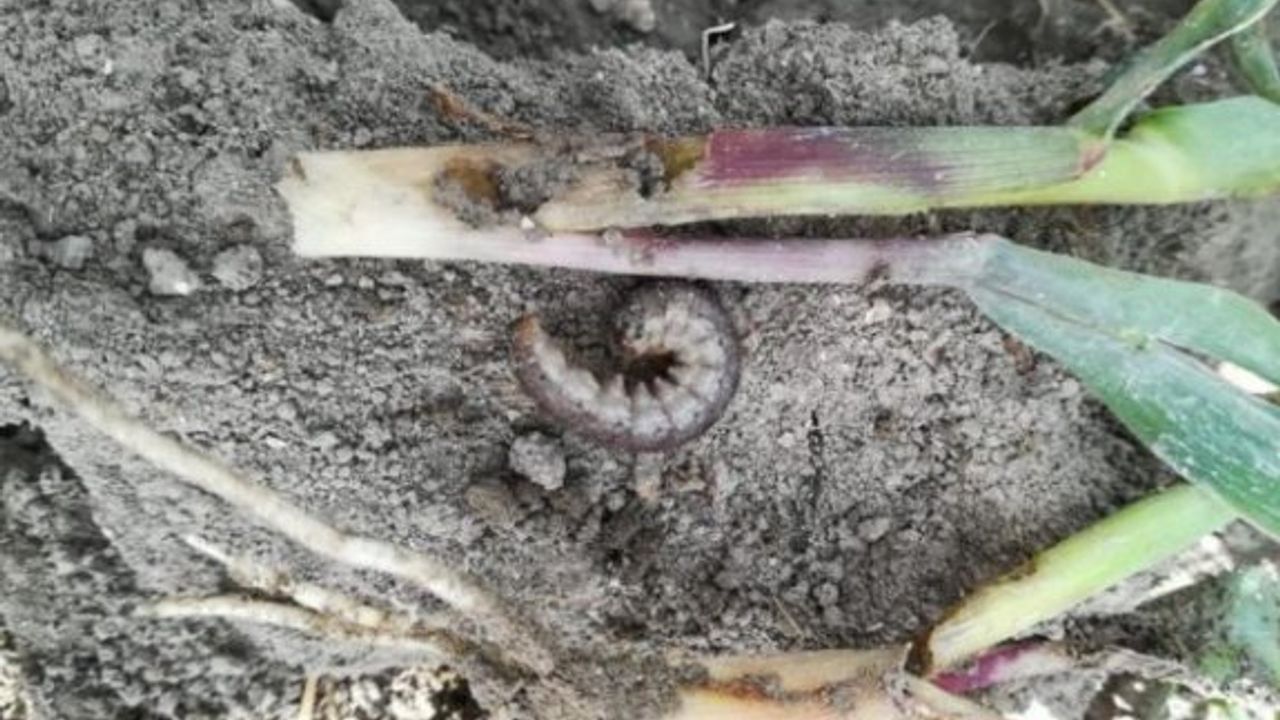 Böcek ve kurtlar üreticiyi perişan ediyor