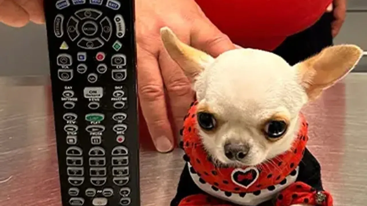 Dünyanın en kısa köpeği, Guinness Rekorlar Kitabı'nda