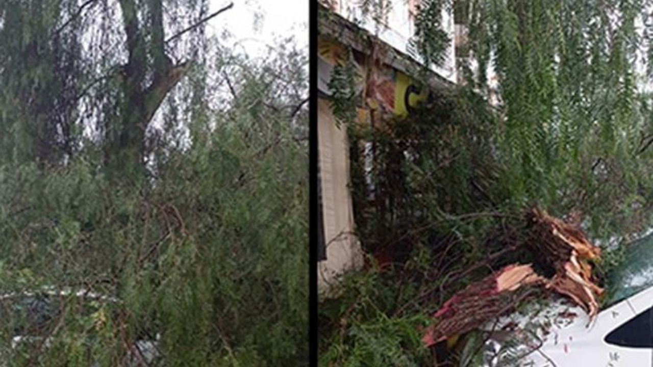 Fırtınadan dolayı ağaç dalları aracın üzerine düştü