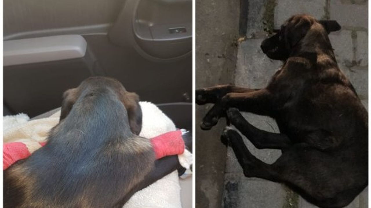 Güzelyurt Hayvanları Koruma Derneği’nden Sokak Hayvanları Günü mesajı