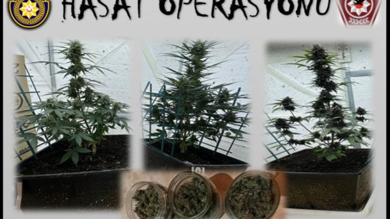 Narkotik polisinden Lapta'da Hasat Operasyonu