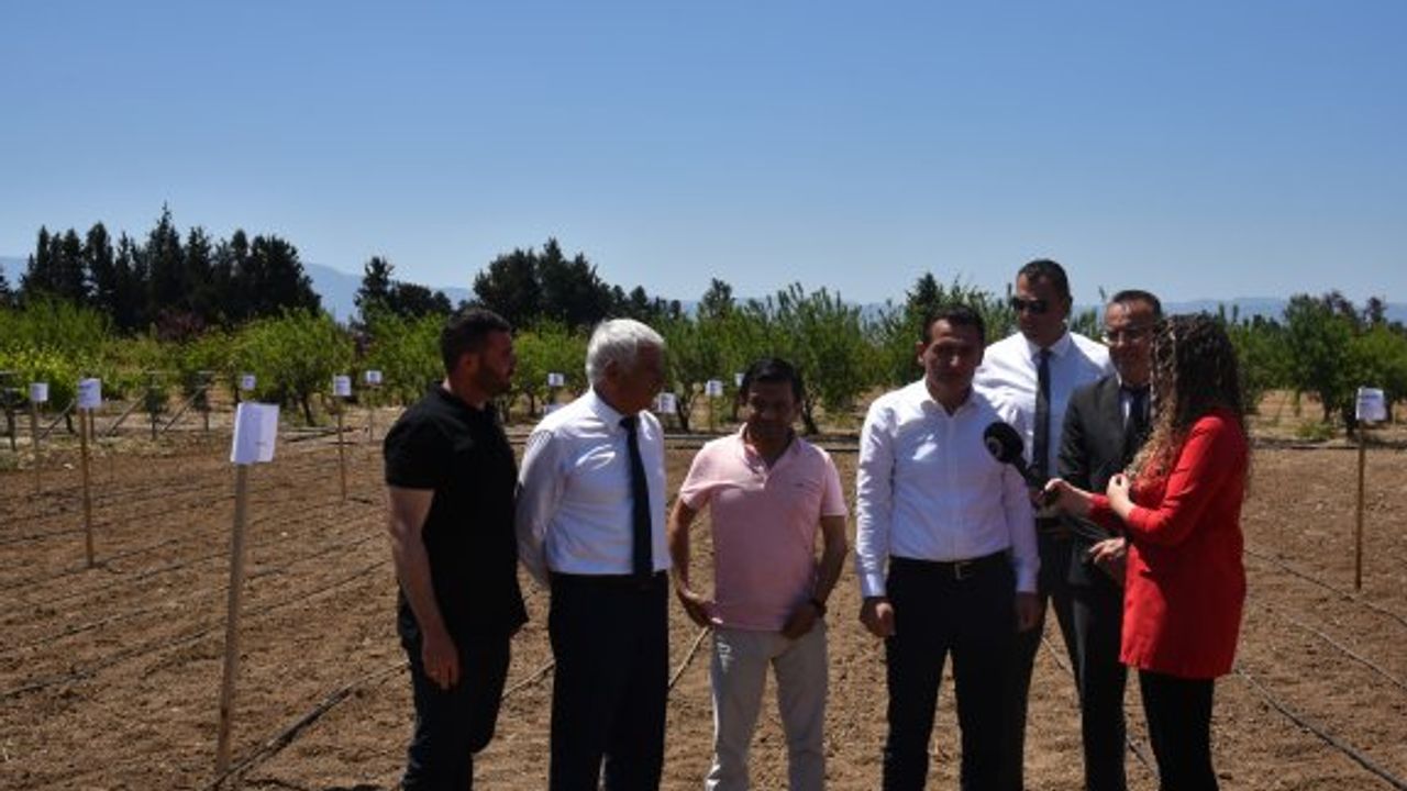 Güzelyurt’ta fıstık üretimi için deneme parseli kuruldu