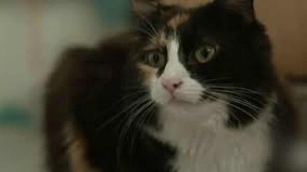 Kahraman kedi, diyabet hastası sahibinin hayatını kurtardı