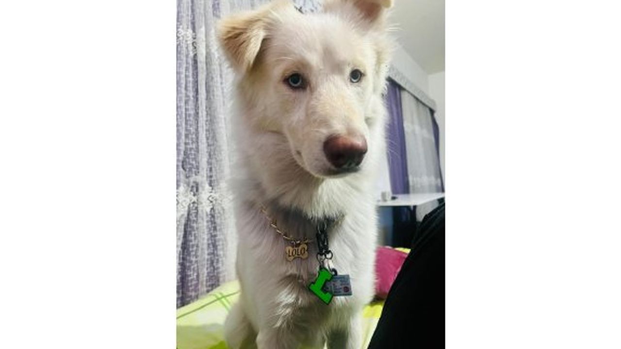 Kayıp köpeği bulana 30 bin TL ödül