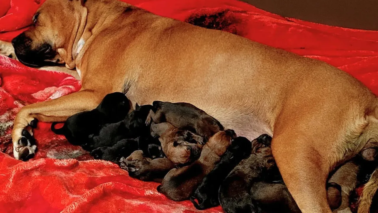 3 yaşındaki köpek, 22 yavru doğurarak ülke rekoru kırdı