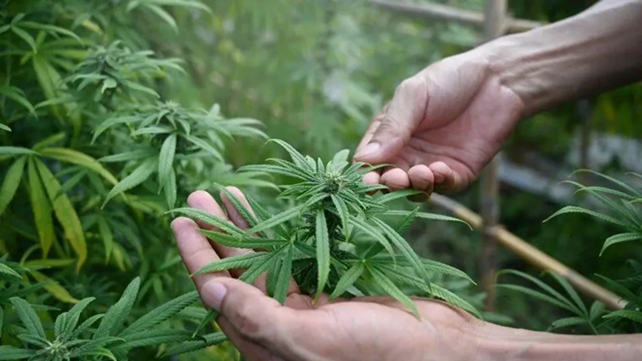 Almanya'da hükümet ülkede esrarın yasallaşması için adım attı