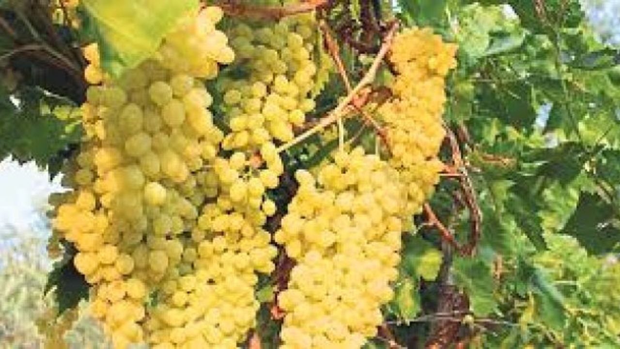 Babutsa ve Sultani üzümde limitüstü kalıntı