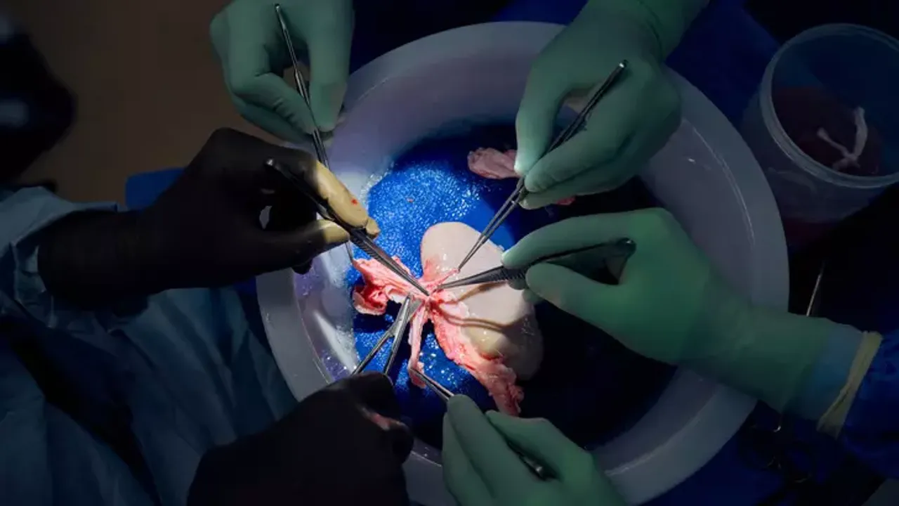 Domuz böbreği insan vücudun da çalıştı