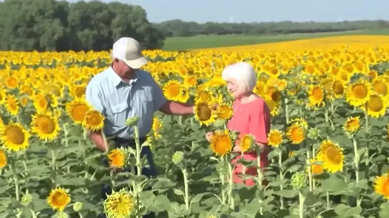 Eşini şaşırtmak için 1 milyon 200 bin ayçiçeği ekti