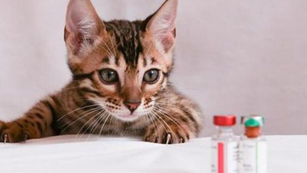 Güney Kıbrıs’ta koronavirüs hapları kedilerde kullanılacak