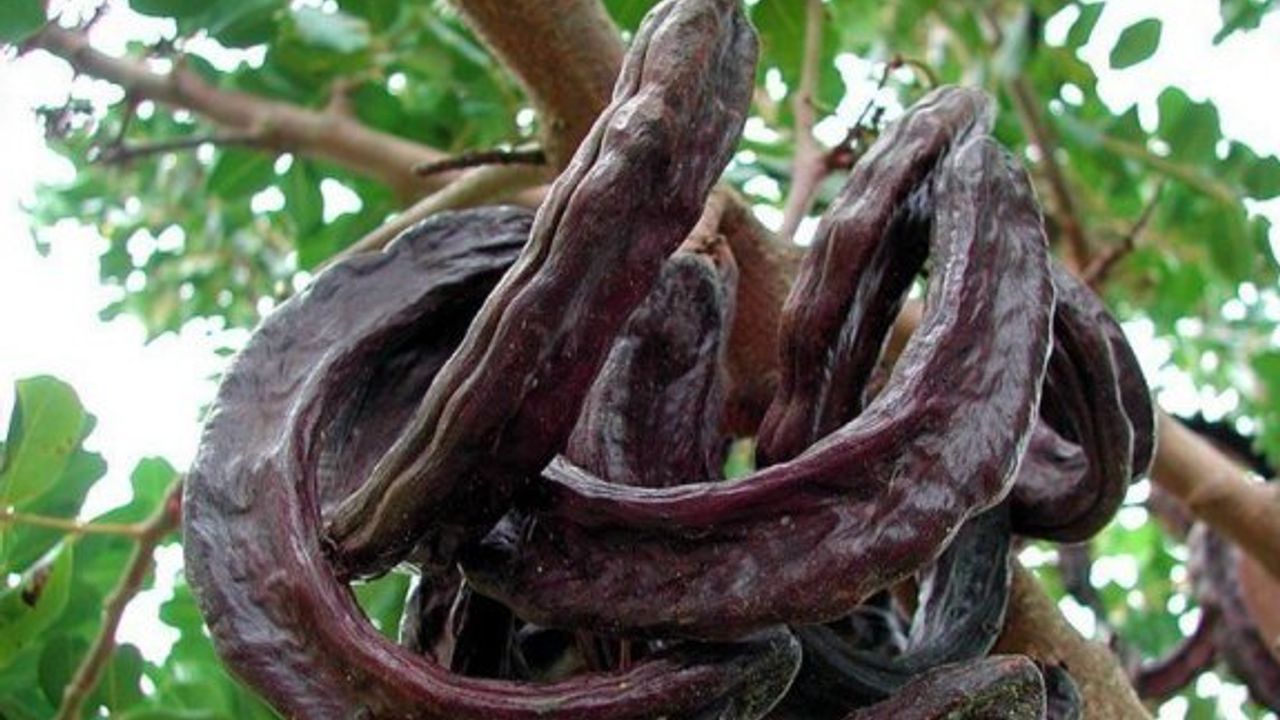 İskele ilçesinde harnup hasadı 14 Ağustos olarak değişti