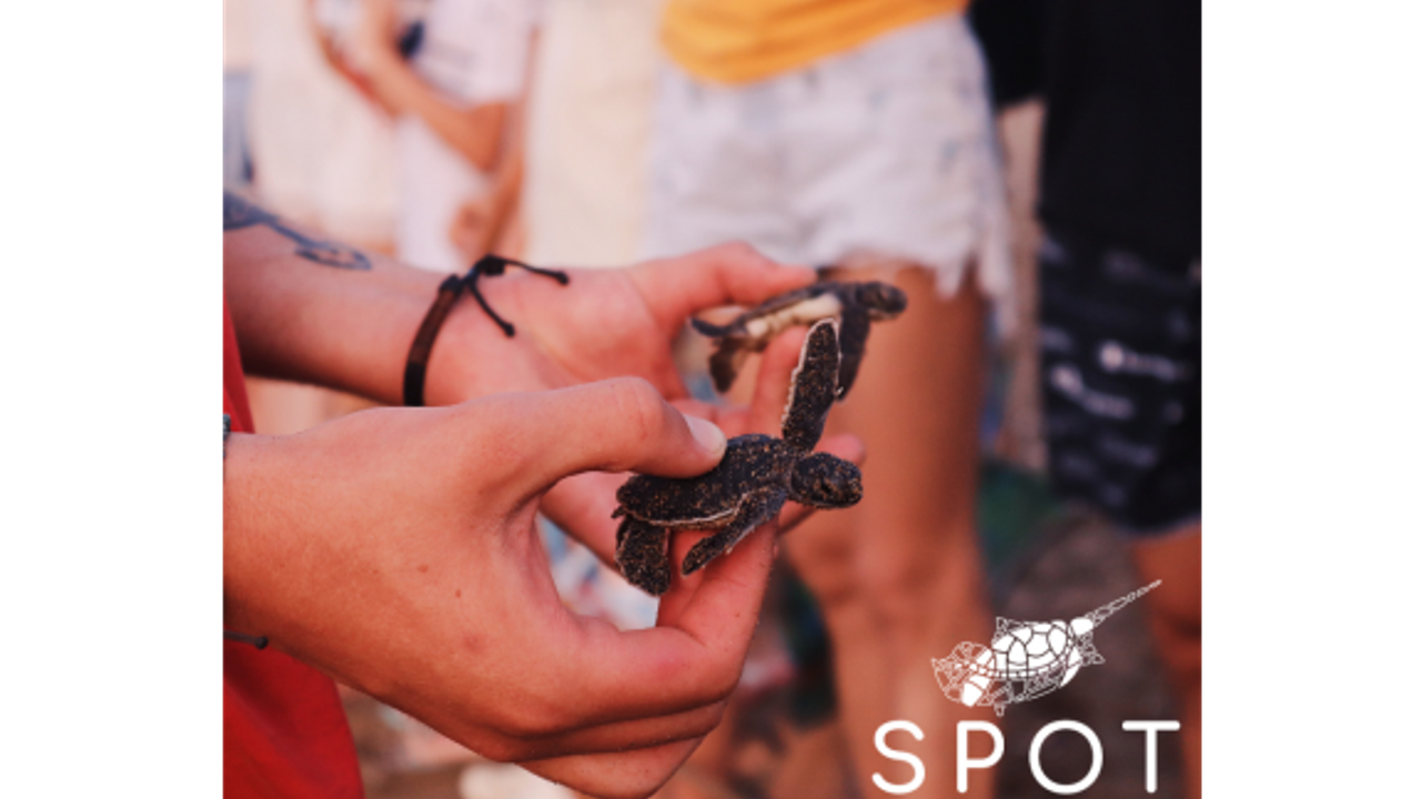 Kaplumbağaların en yoğun yumurtlama bölgesi Mersinlik’te kaplumbağa etkinliği