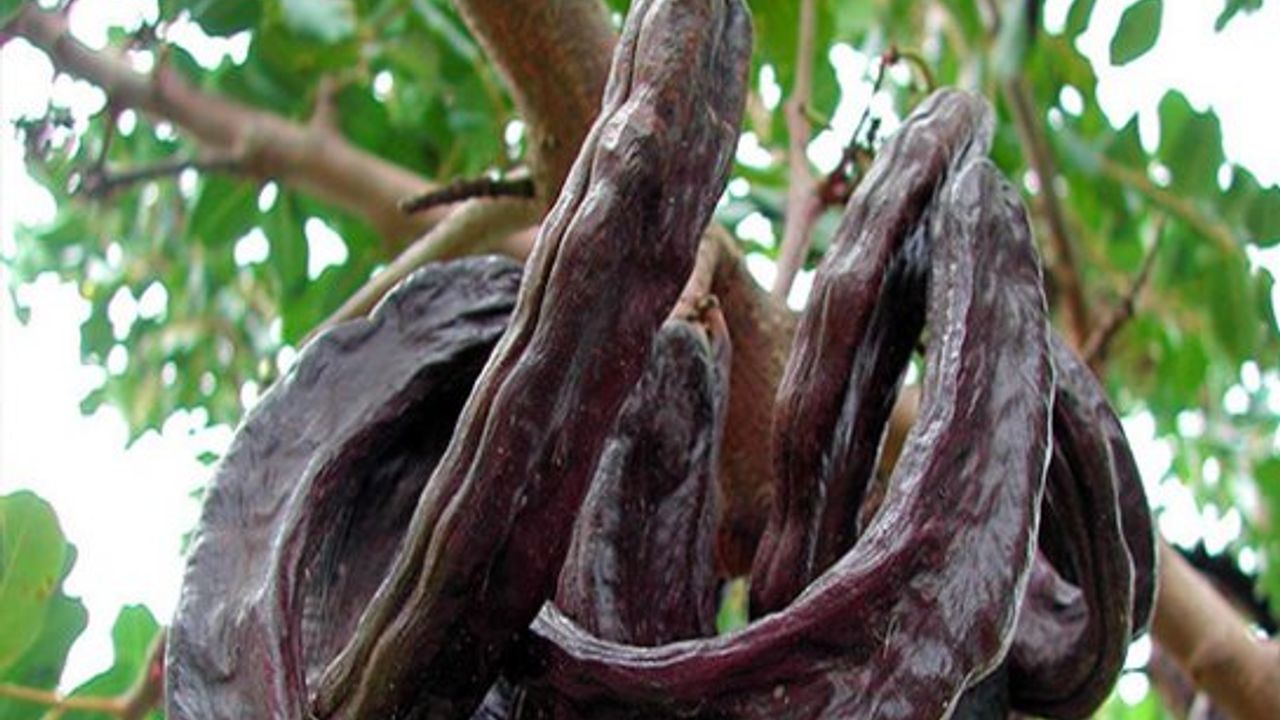 Lefke kaymakamlığı harnup ve zeytin hasat tarihlerini açıkladı