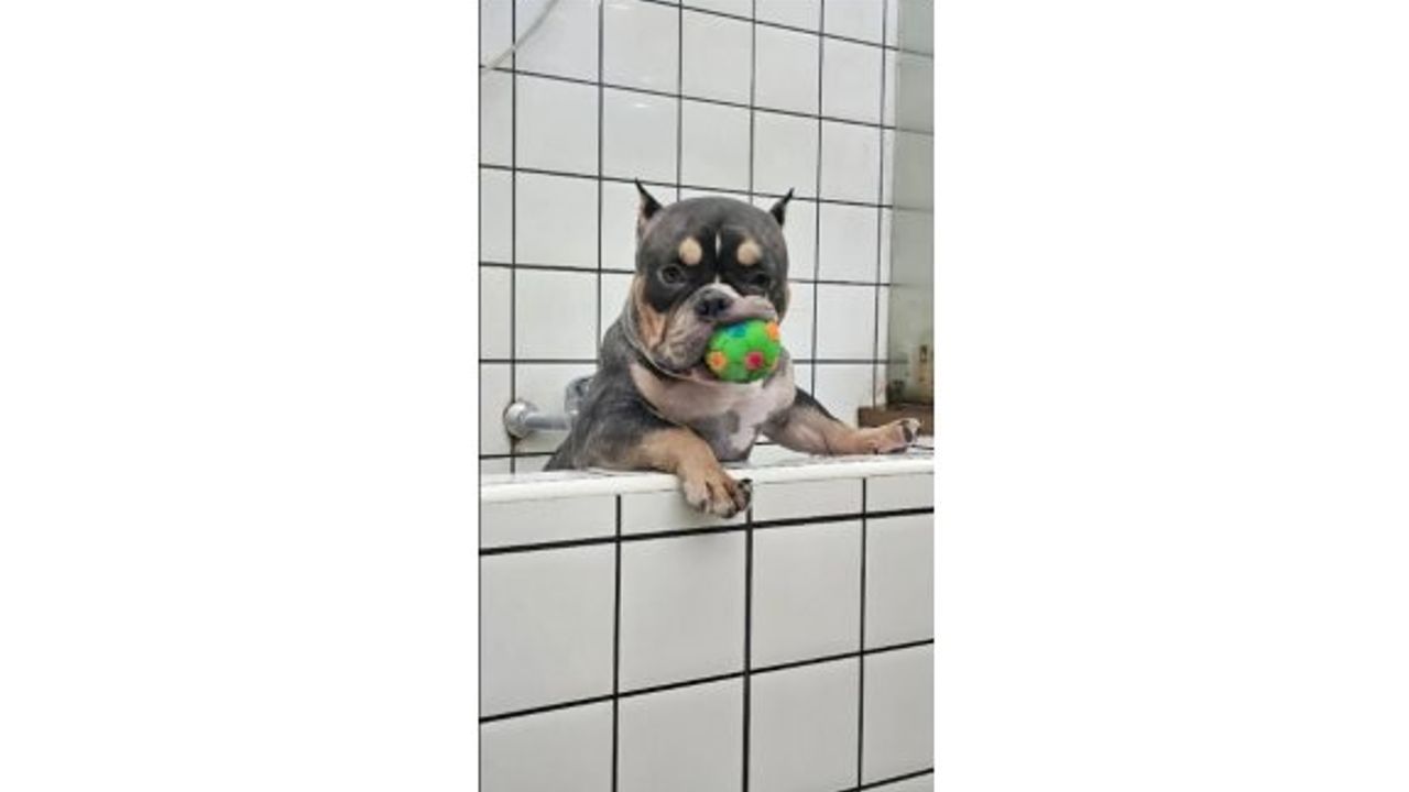 11 tane plastik ördeği yuttu, ameliyatla zor kurtuldu