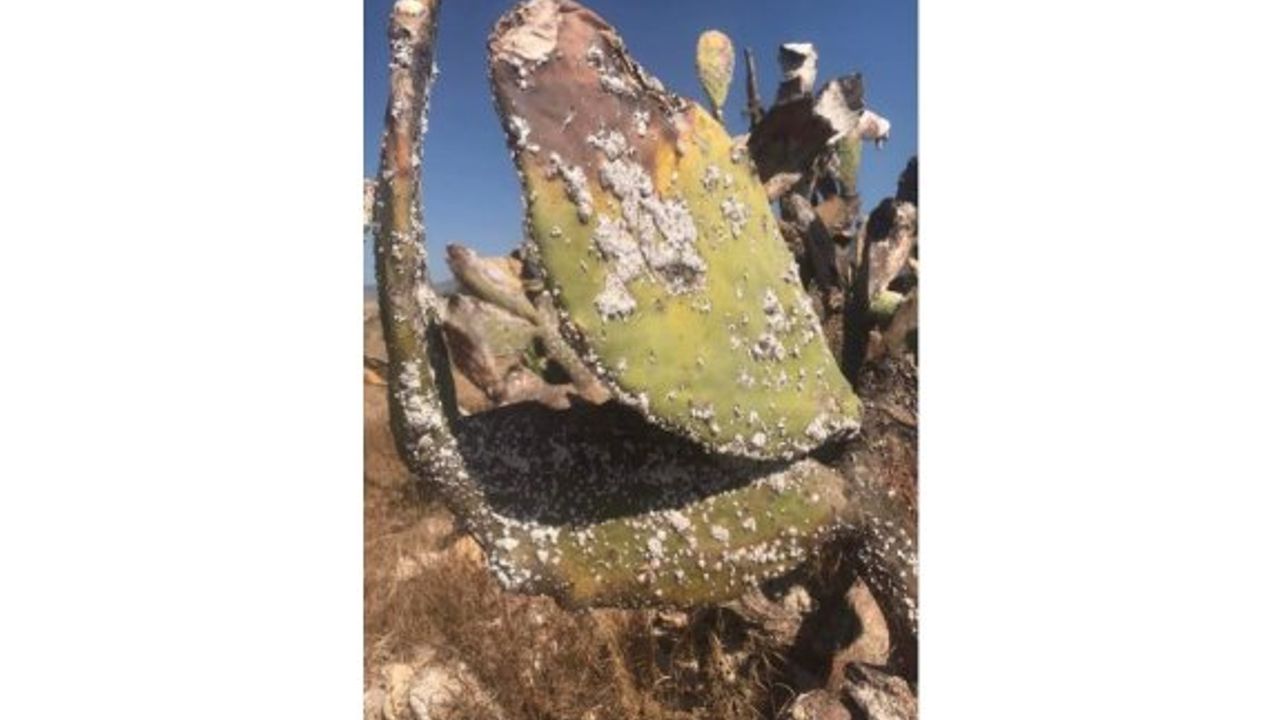 “Babutsa koşnili ile mücadelede hatalar yapılıyor”