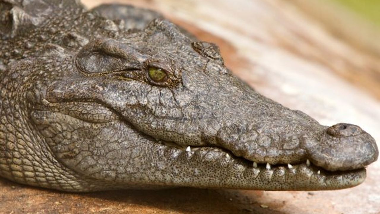 Çin'de yetkililer, sellerde çiftlikten kaçan 70'ten fazla timsahı arıyor