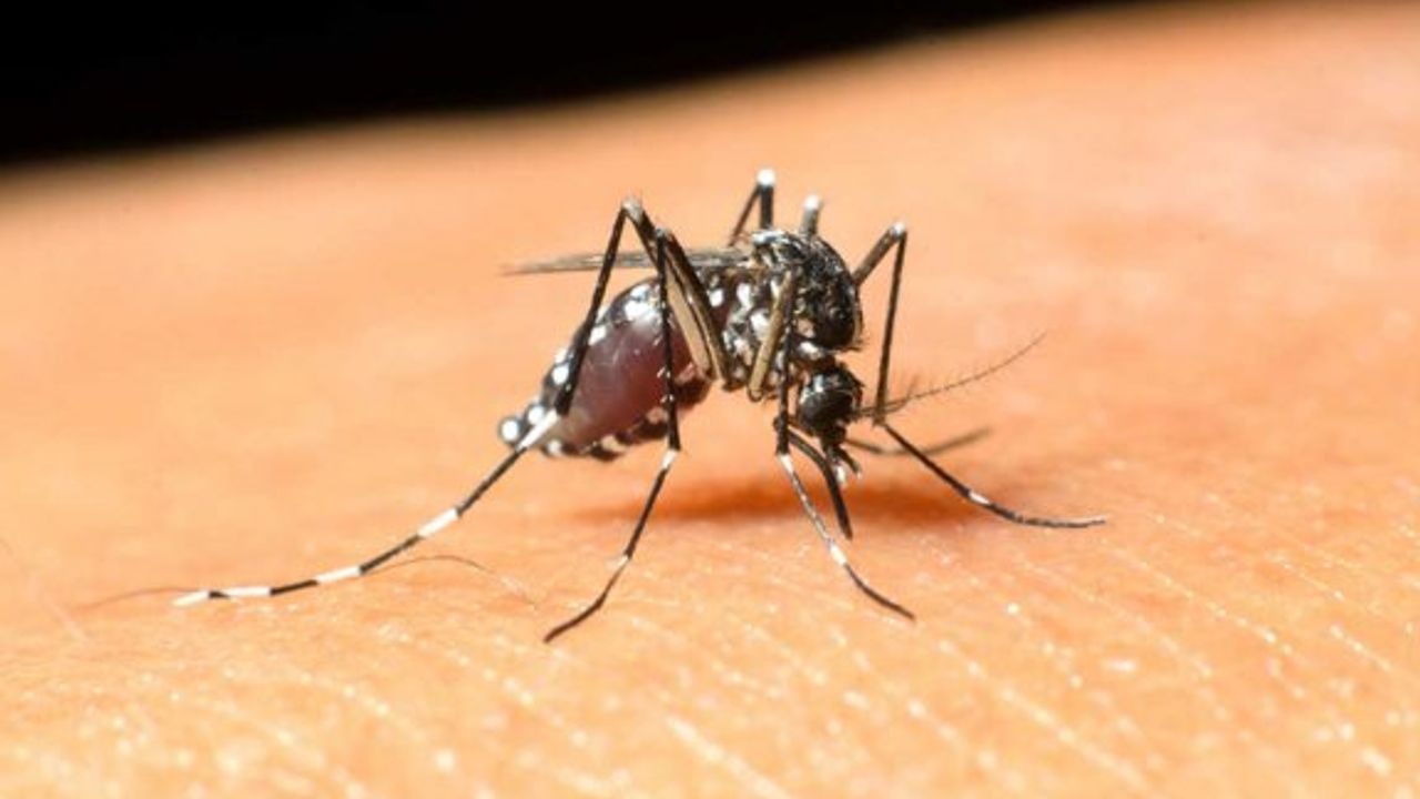 Güney Kıbrıs’ta Batı Nil virüsü taşıyan bir vaka tespit edildi