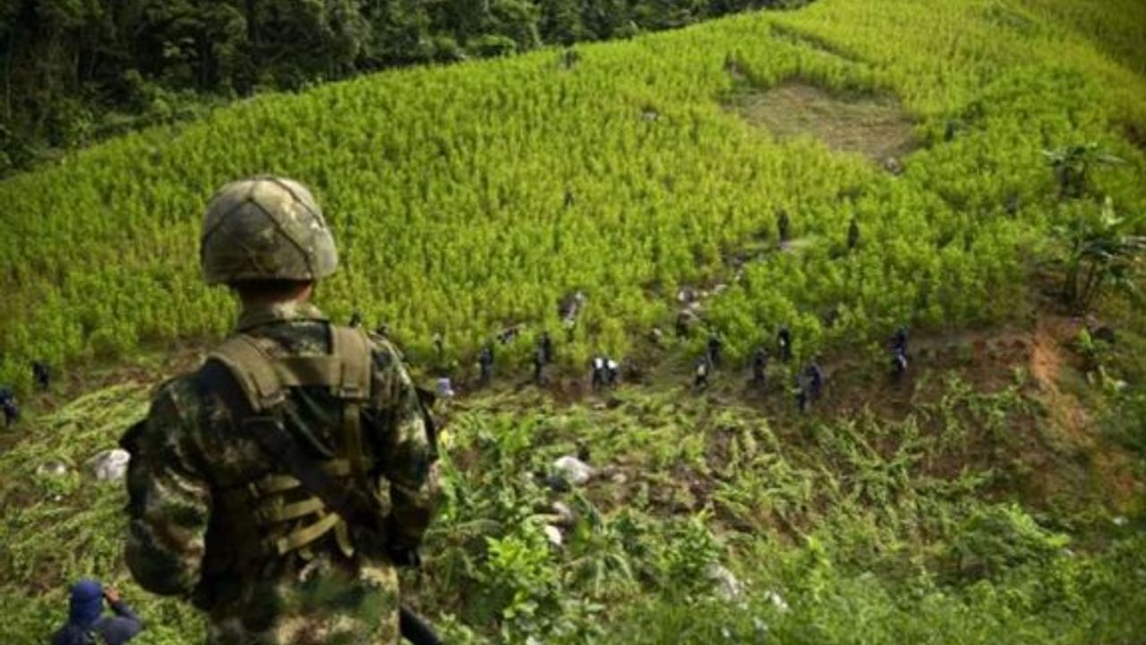 Kolombiya'da koka üretimi 2022'de 230 bin hektarla rekor kırdı