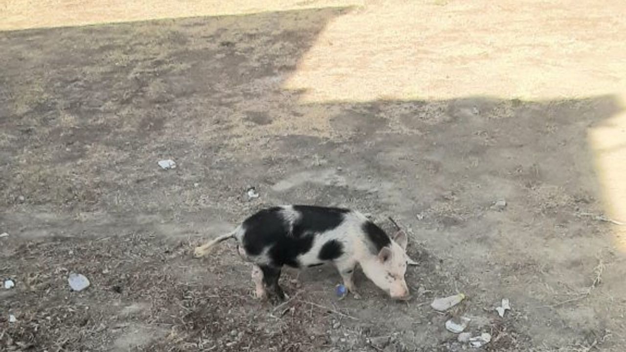 Necati Taşkın İlkokulu'nda domuz sürprizi