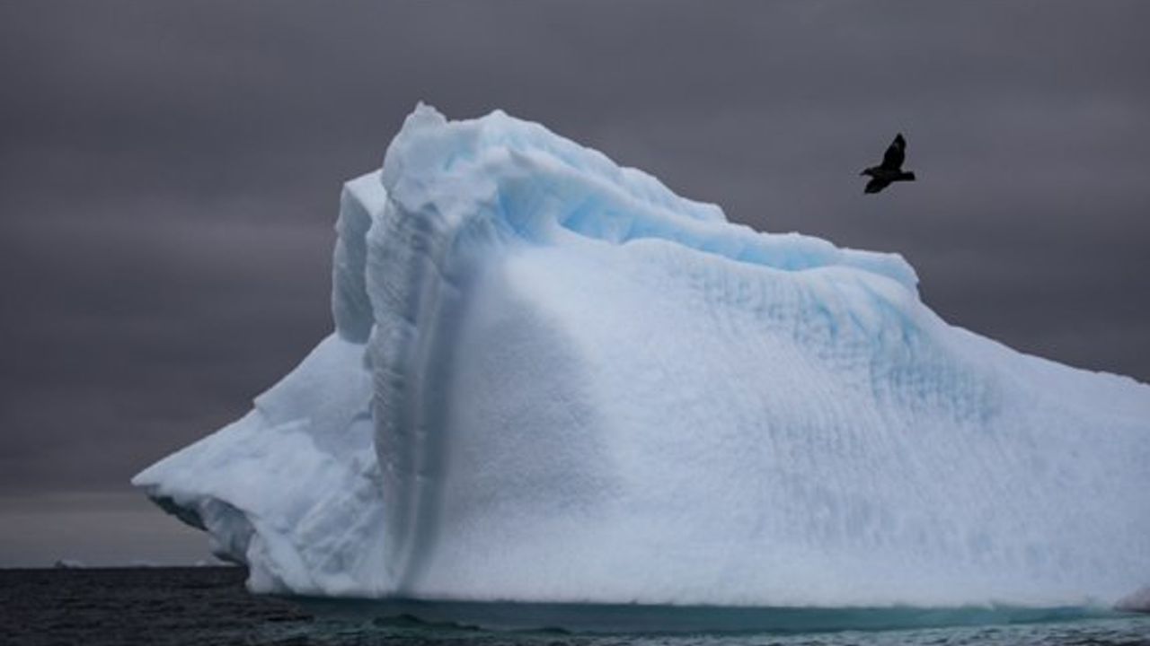 Antarktika'da ilk kez kuş gribi görüldü