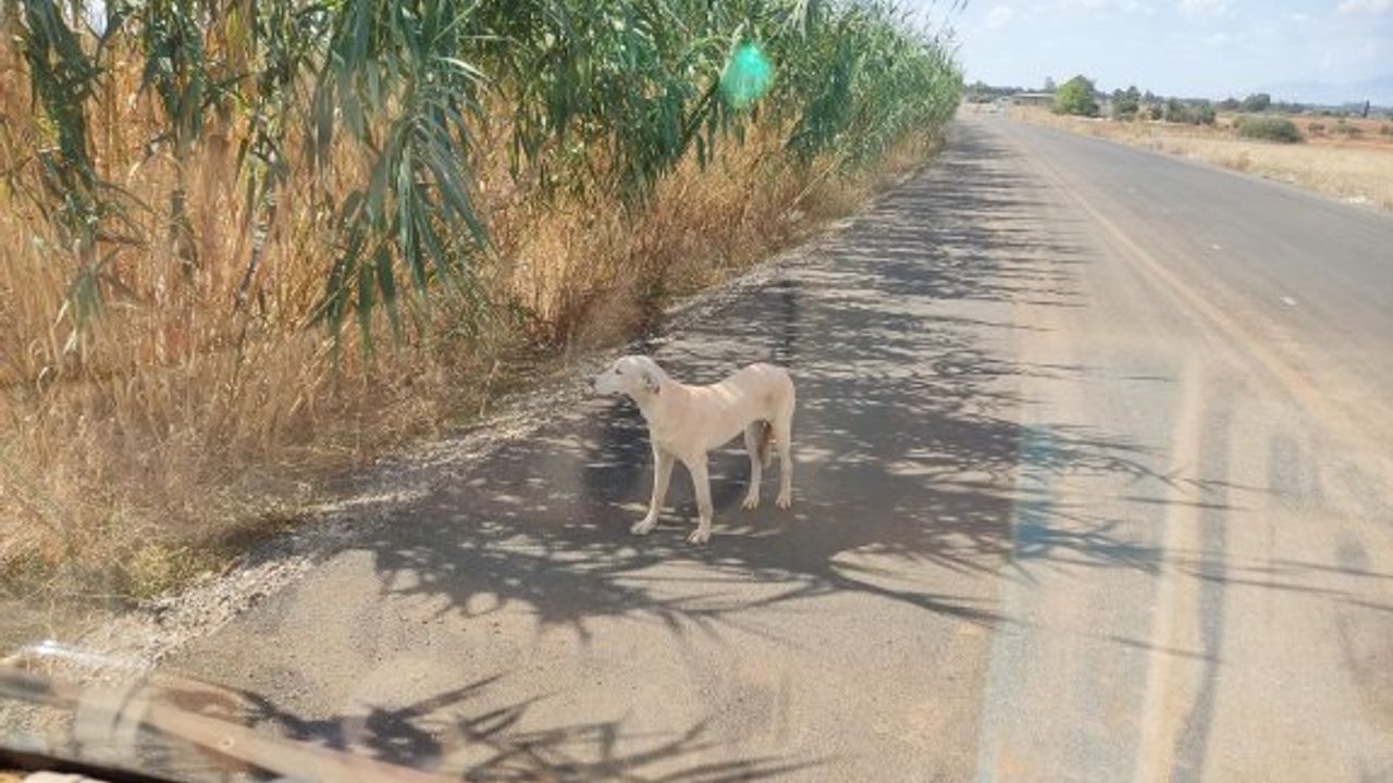 Av başlamadan her yerde başıboş köpek var