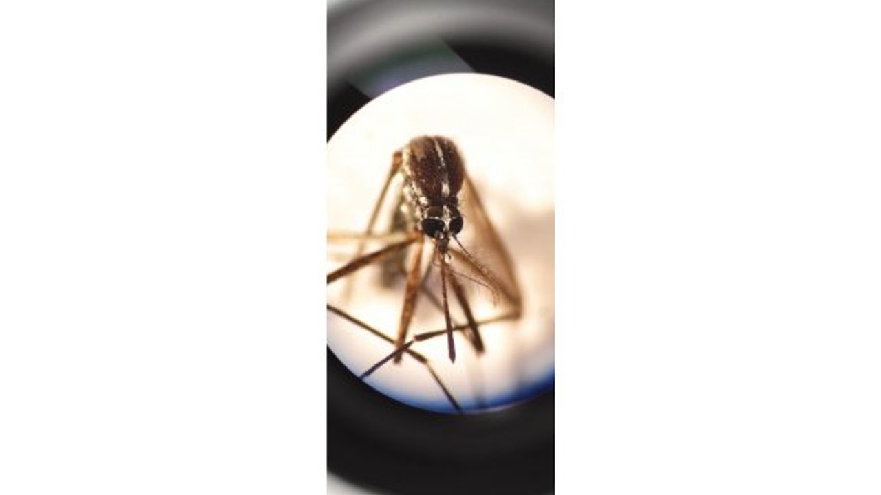 Lefkoşa’da Batı Nil virüsü vakası tespit edildi…