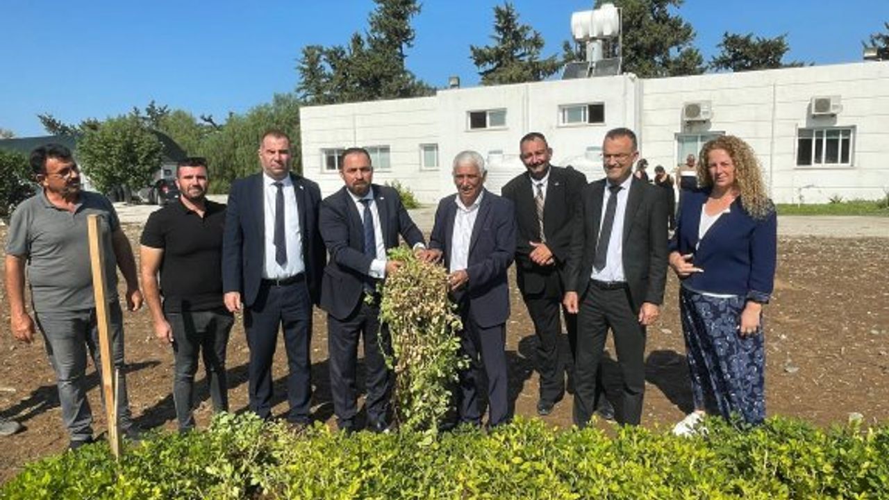 Tarım ve Doğal Kaynaklar Bakanı Çavuş Güzelyurt’ta gerçekleşen yer fıstığı hasadına katıldı