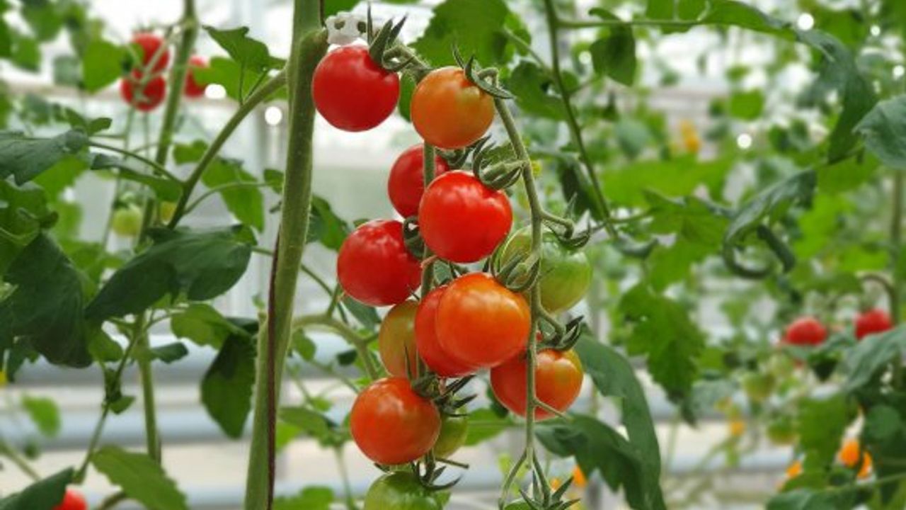 Türkiye’de üretilen domatesler Güney Kıbrıs’ta satılıyor