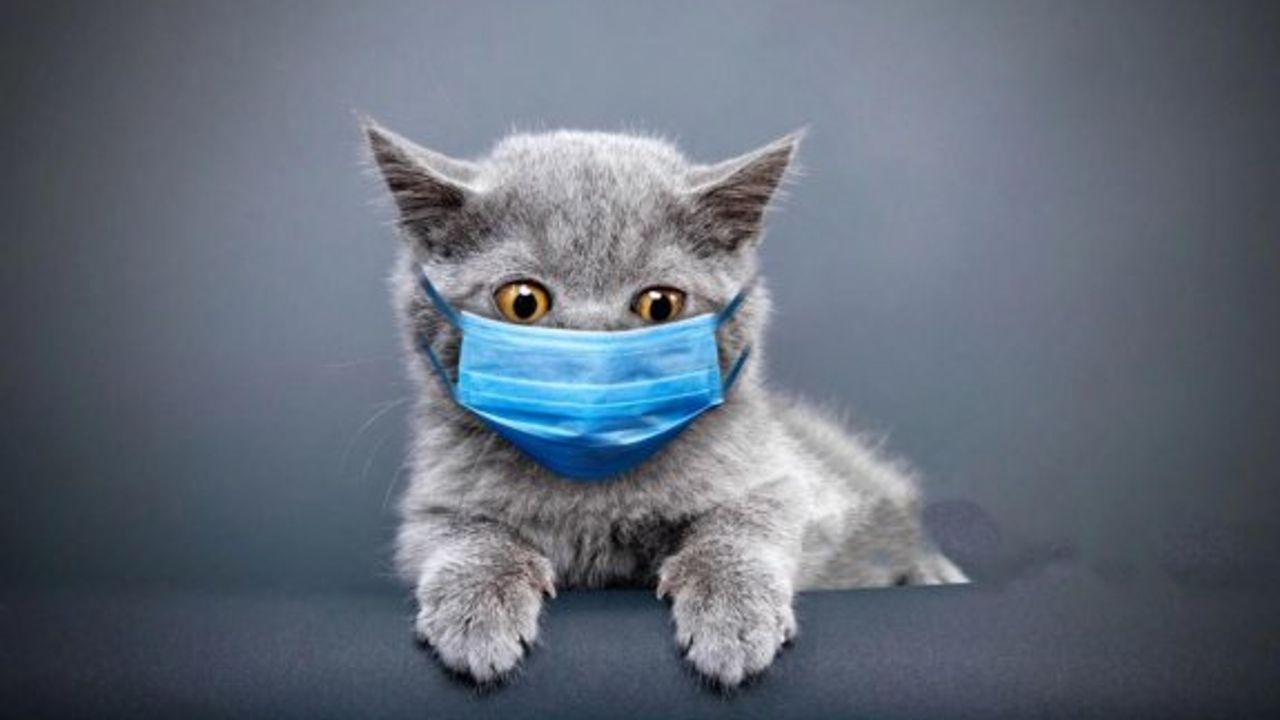YDÜ’den kedi koronavirüsü için PCR kiti