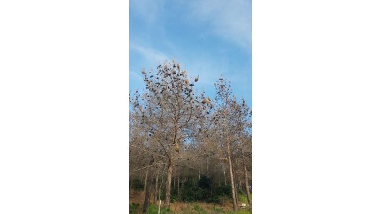 Çam kese böceği orman bırakmıyor