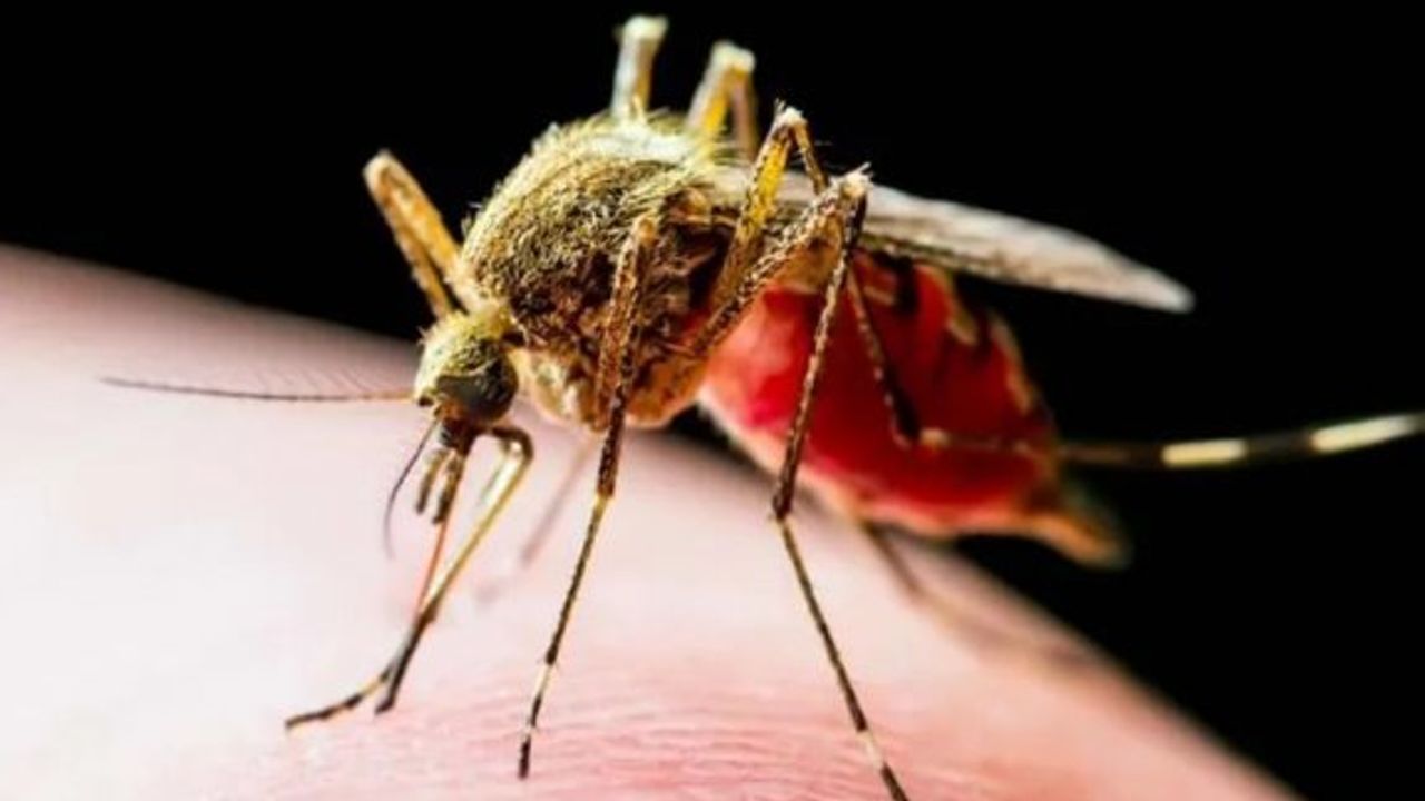 İki toplumlu Sağlık Teknik Komitesi “Aedes” istilacı sivrisinekle mücadele eğitiminin ilkini tamamladı