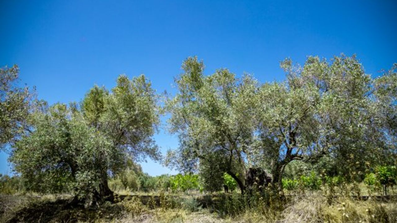 Tarım Dairesi'nden zeytin üreticilerine zararlı uyarısı