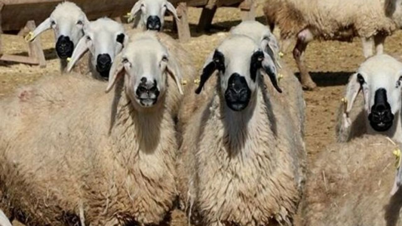 340 adet küçükbaş hayvan dağıtımı yapılacak