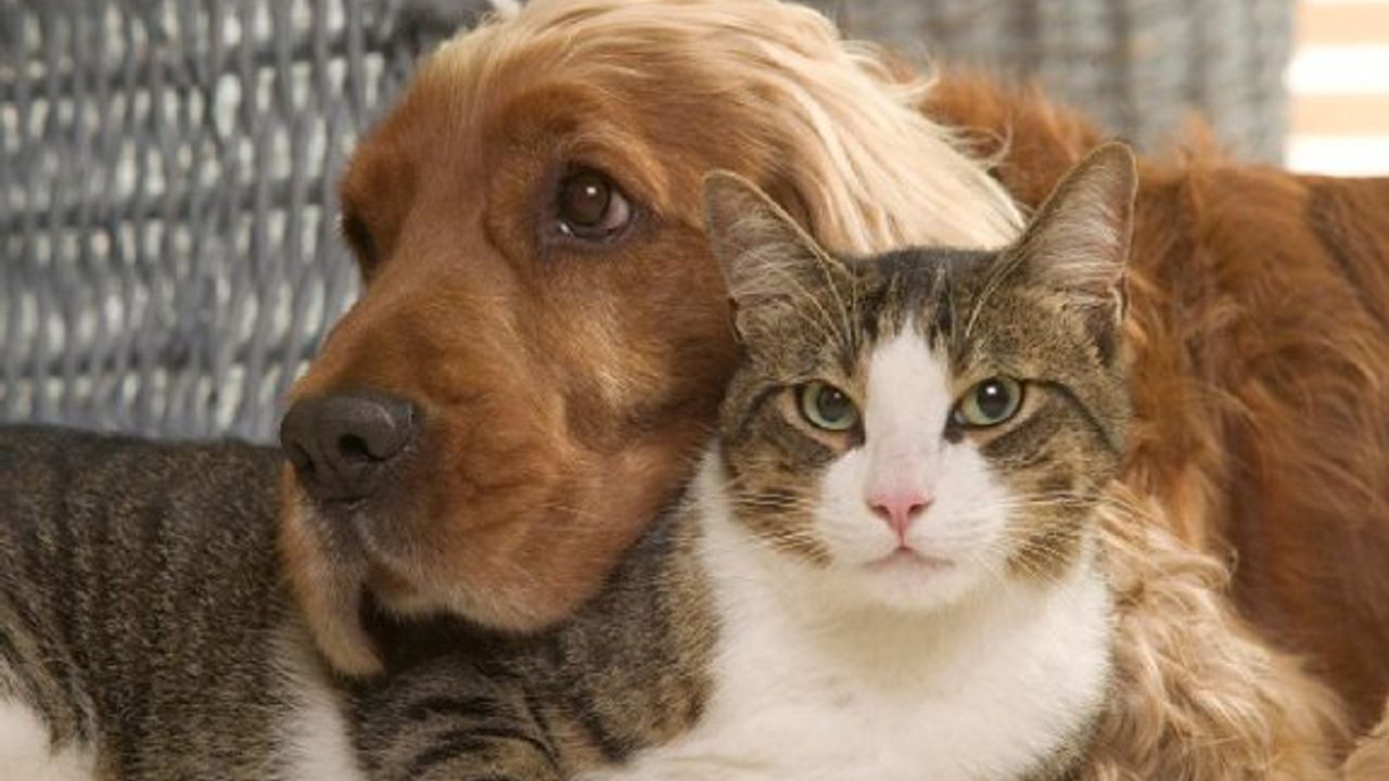 Kedi besleyen Fransız çiftin evcil hayvan beslemesi yasaklandı