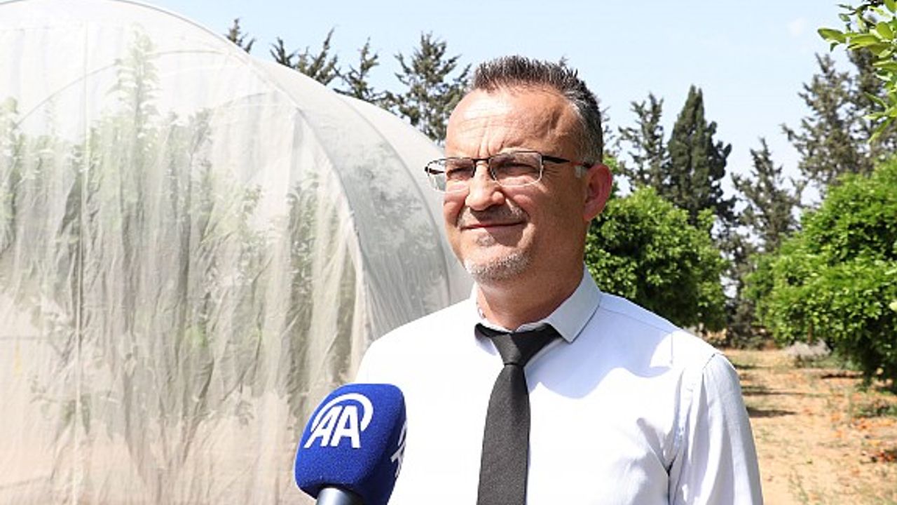 TAE Müdürü Cem Karaca: "Narenciye zararlısına karşı biyolojik mücadele başlatıldı"