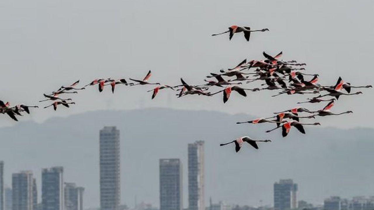 Hindistan'da yolcu uçağı flamingo sürüsüne çarptı