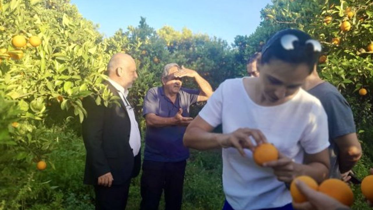 İŞAD, narenciye üreticisinin yaşadığı sıkıntıları yerinde inceledi