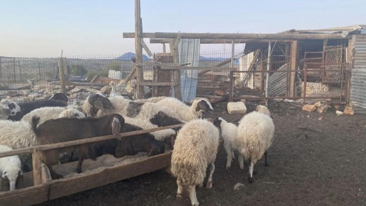 Kasaplara küçükbaş hayvan başına 800 TL'lik destek yapılıyor