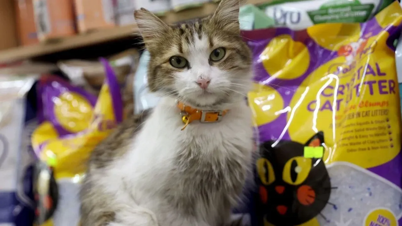 "Yedi Bela Hüsnü" lakaplı fenomen kedi mahallenin ilgi odağı oldu